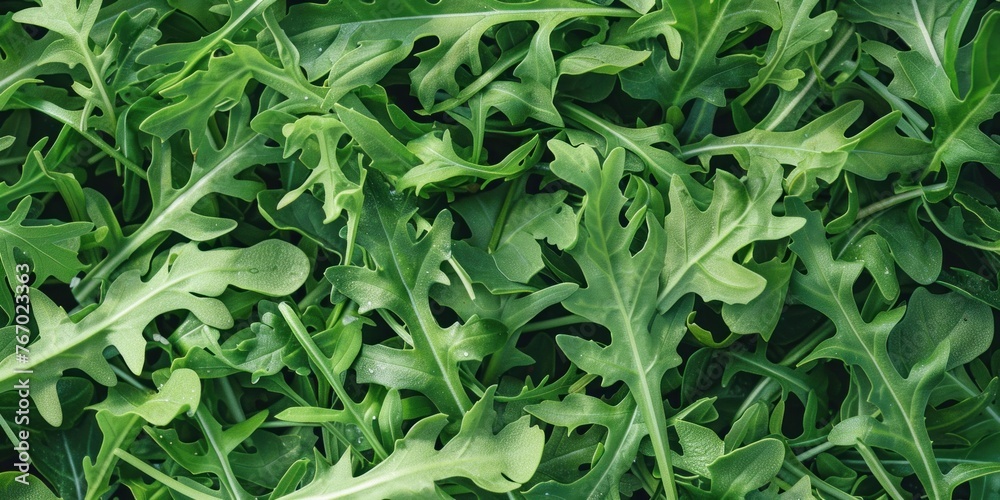 Fresh Organic Arugula Leaves Texture Fresh Organic Arugula Leaves Texture