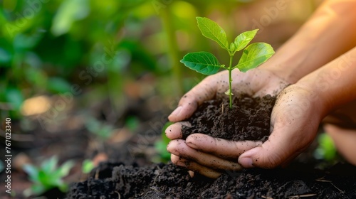 hands holding a small tree growing in the dirt  earth day background