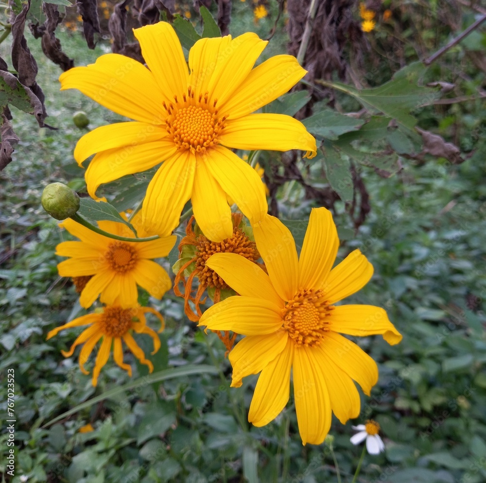 yellow flowers in the garden yellow flowers in the garden