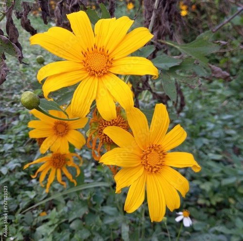 yellow flowers in the garden