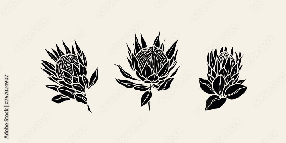 Flat vector protea flowers collection - obrazy, fototapety, plakaty 