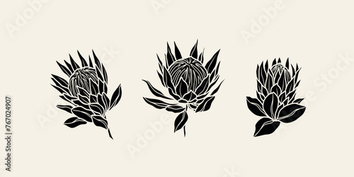 Flat vector protea flowers collection