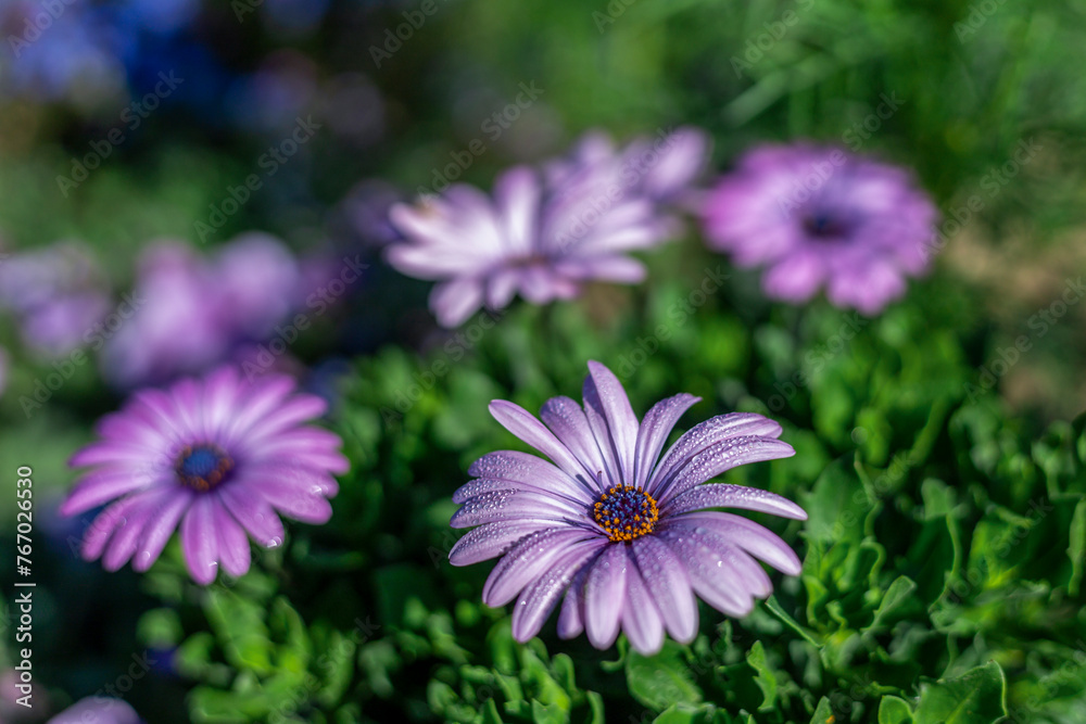 Selective focus purple flowers in the morning, drenched in dew purple daisies It is a symbol of concern and care.