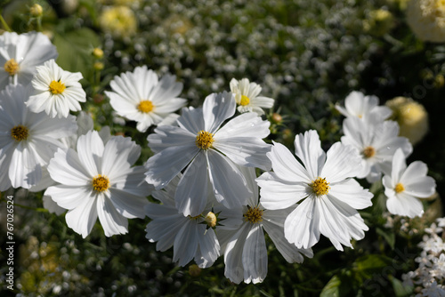 selective focus Marigold White Gold Max, bright white flowers, wedding flowers A background image of white flowers that look pure photo