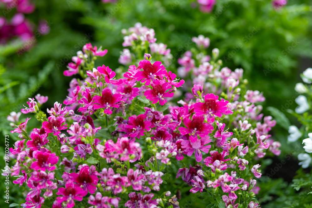 Pink-white flowers Schizanthus Atlantis are flowers that like lots of sunlight. Beautiful appearance and beautiful patterns attract people's eyes. Pink-white flowers Schizanthus Atlantis are flowers that like lots of sunlight. Beautiful appearance and beautiful patterns attract people's eyes.