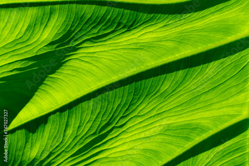 Extreme Close up of Green Leaf