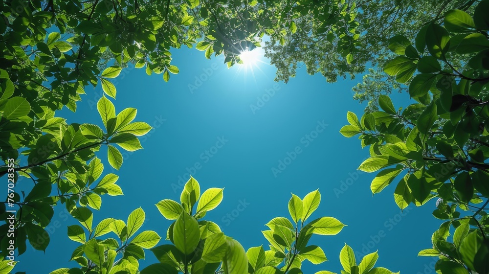  Sun shining through green tree leaves on clear summer day