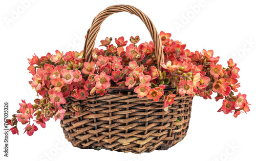 Basket of Coral Bells isolated on transparent Background