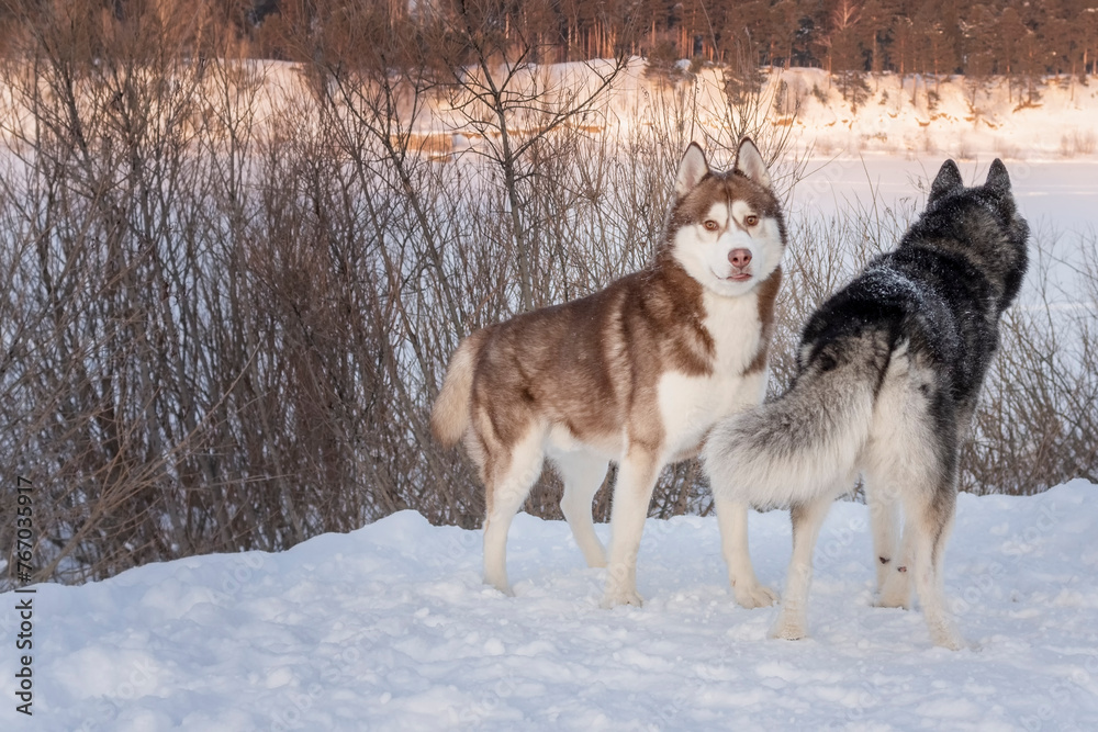 Two Husky dogs, a dog breed in the Sporting Group, standing in the snow