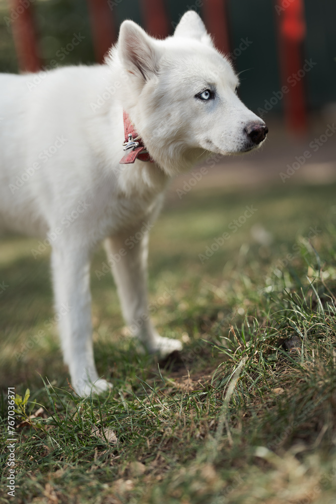 husky husky