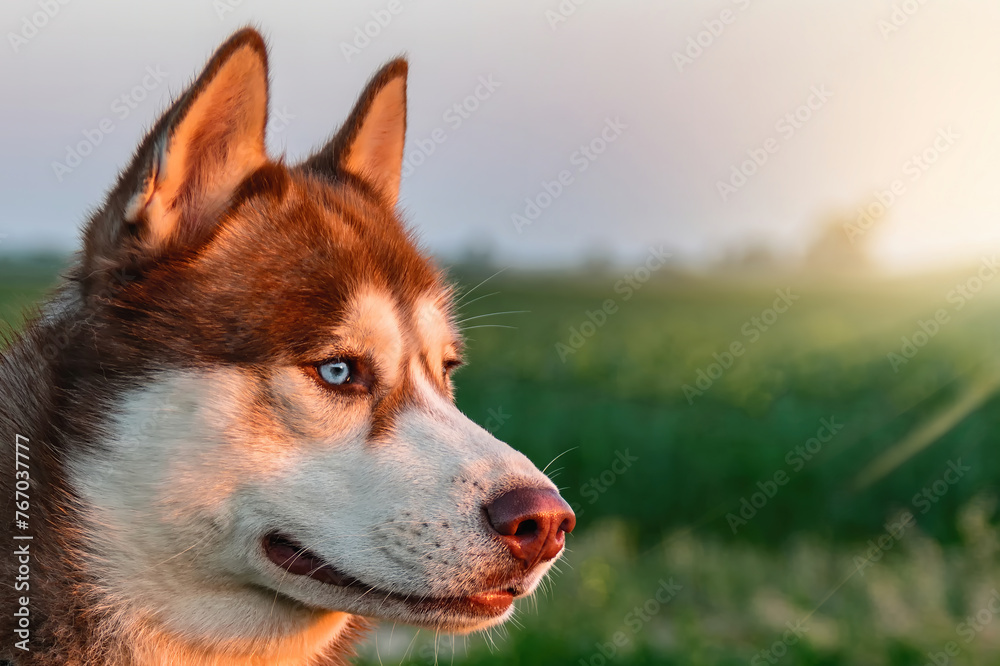 A Husky dog with blue eyes stands in a field under the sky