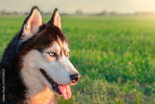 Husky dog enjoying the grassy field with tongue out
