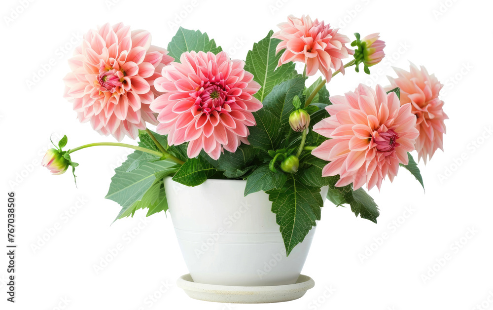 Potting Dahlia Blooms isolated on transparent Background Potting Dahlia Blooms isolated on transparent Background