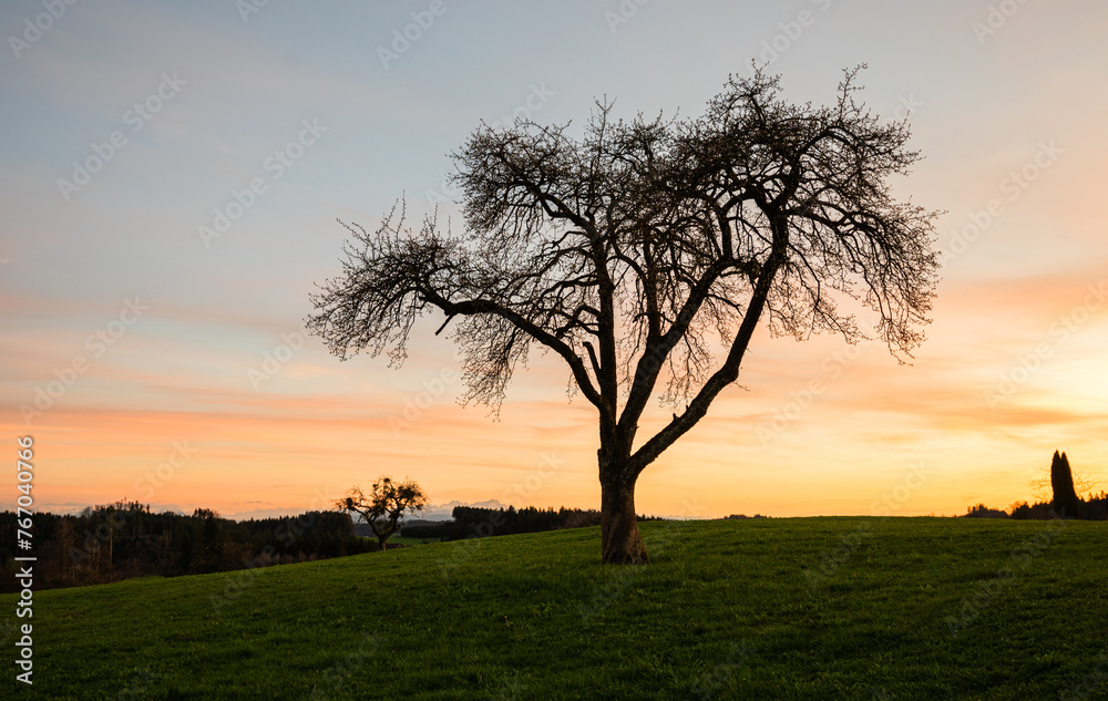 Single fruit tree silhouette in spring evening, branches and twigs in rural landscape Single fruit tree silhouette in spring evening, branches and twigs in rural landscape