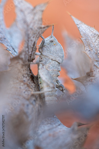 Camouflaged orthoptera on dried plant in Malaga photo