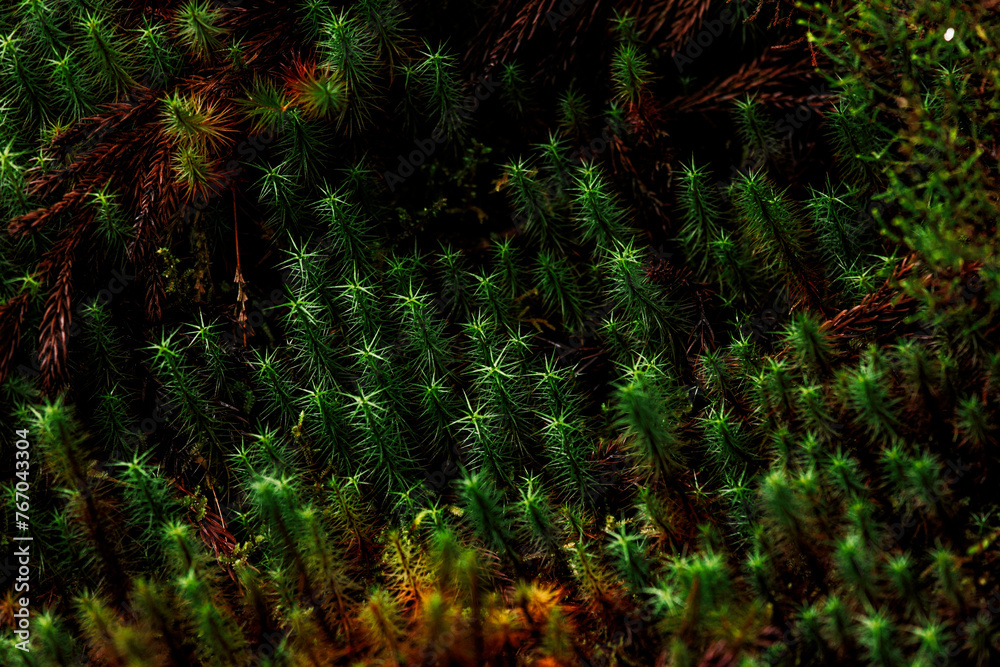 Details of nature, vegetation and flowers close up, photography. Details of nature, vegetation and flowers close up, photography.