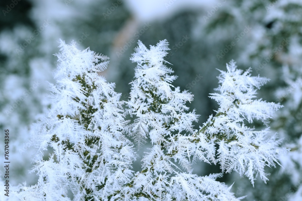 Thuja green branches in rime, hoarfrosted thuja branch, winter thuja background, winter green thuja hedge, selective focus, closeup.