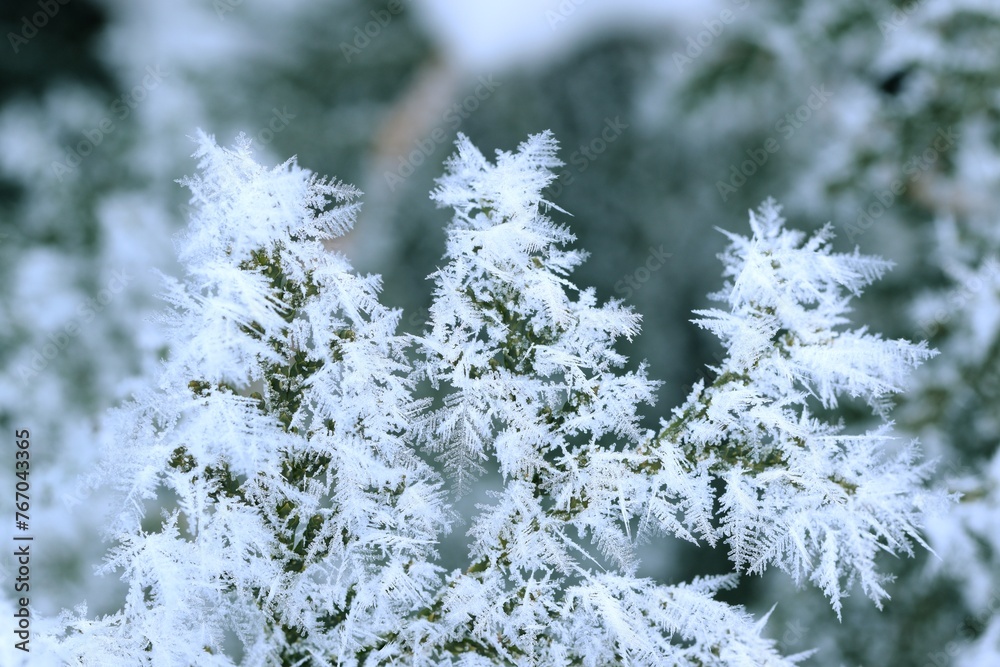 Thuja green branches in rime, hoarfrosted thuja branch, winter thuja background, winter green thuja hedge, selective focus, closeup. Thuja green branches in rime, hoarfrosted thuja branch, winter thuja background, winter green thuja hedge, selective focus, closeup.