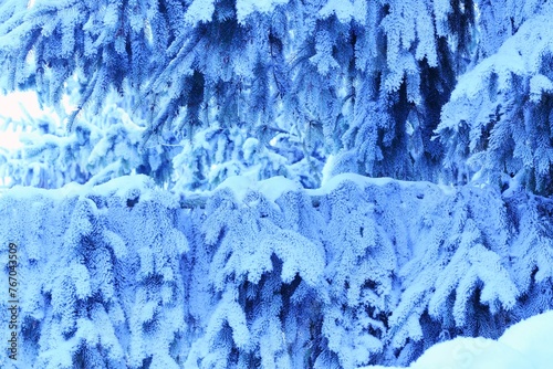 Thuja frozen branches, rime on thuja branches, hoarfrosted green leaves on blue colored background with copy space, selective focus, bokeh.