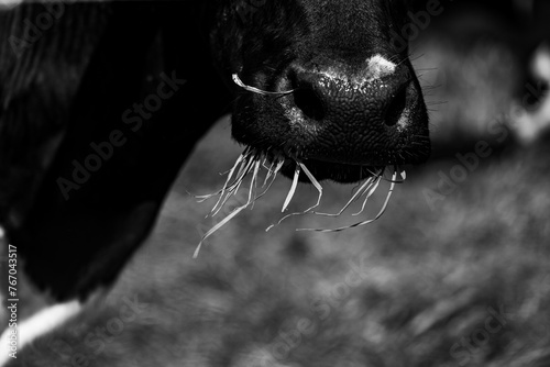 Cows on farmland, Azores pastures, outdoor animals.