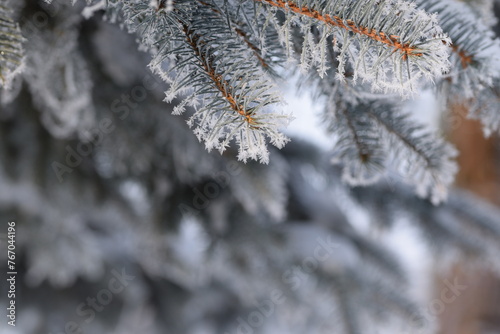 Spruce branches frosted on blurred background, copy space, Christmas tree in winter garden for background, snow and rime on spruce branches on bokeh garden background, selctive focus. photo