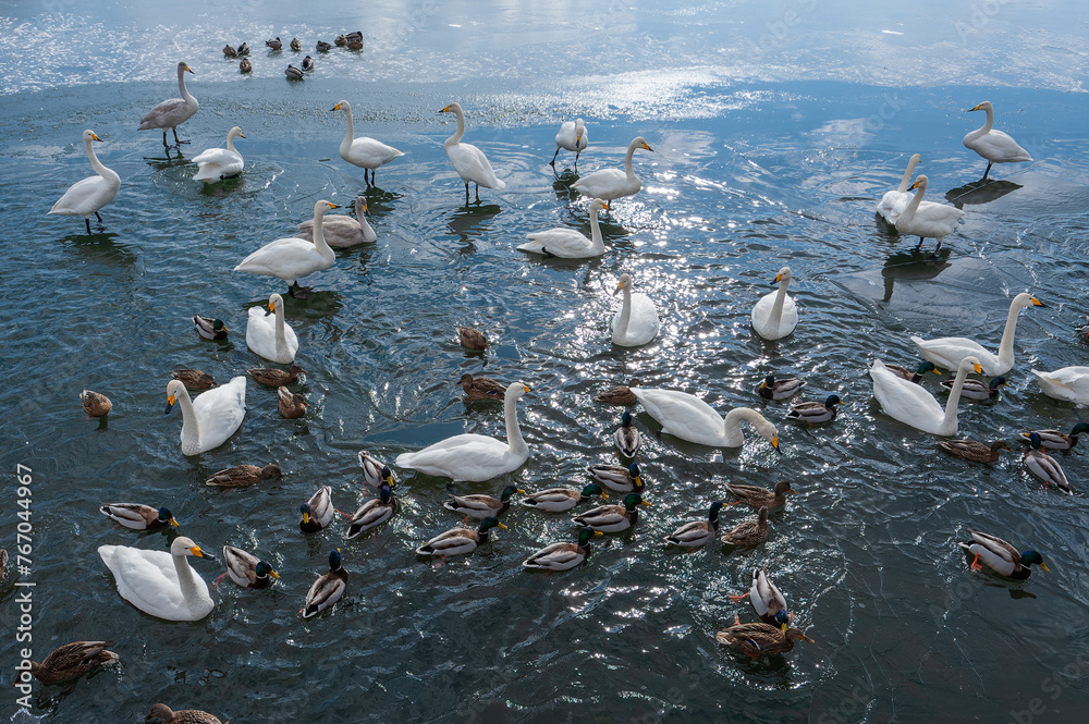 Fototapeta premium 冬の大沼国定公園