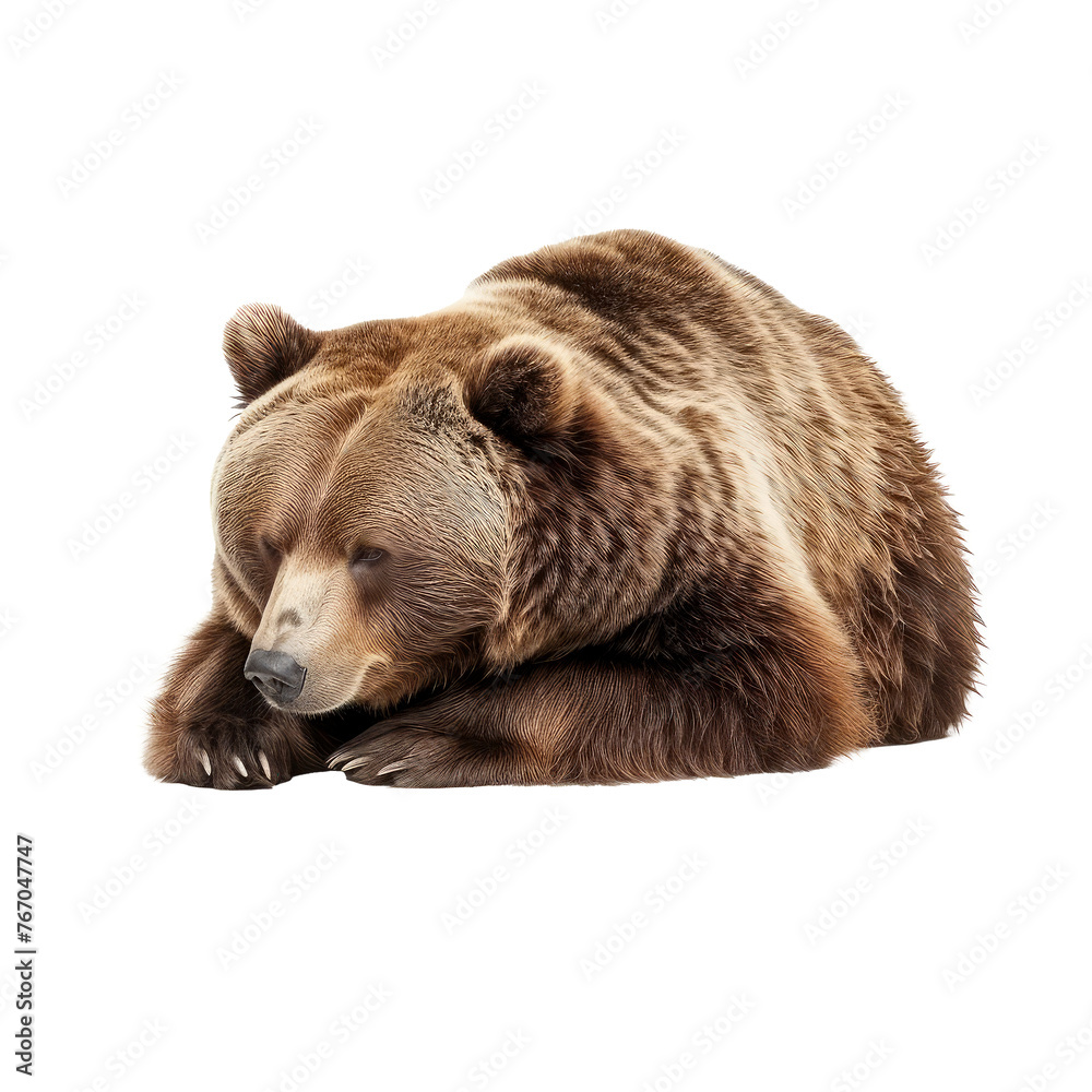 Obraz premium big bear looking isolated on white