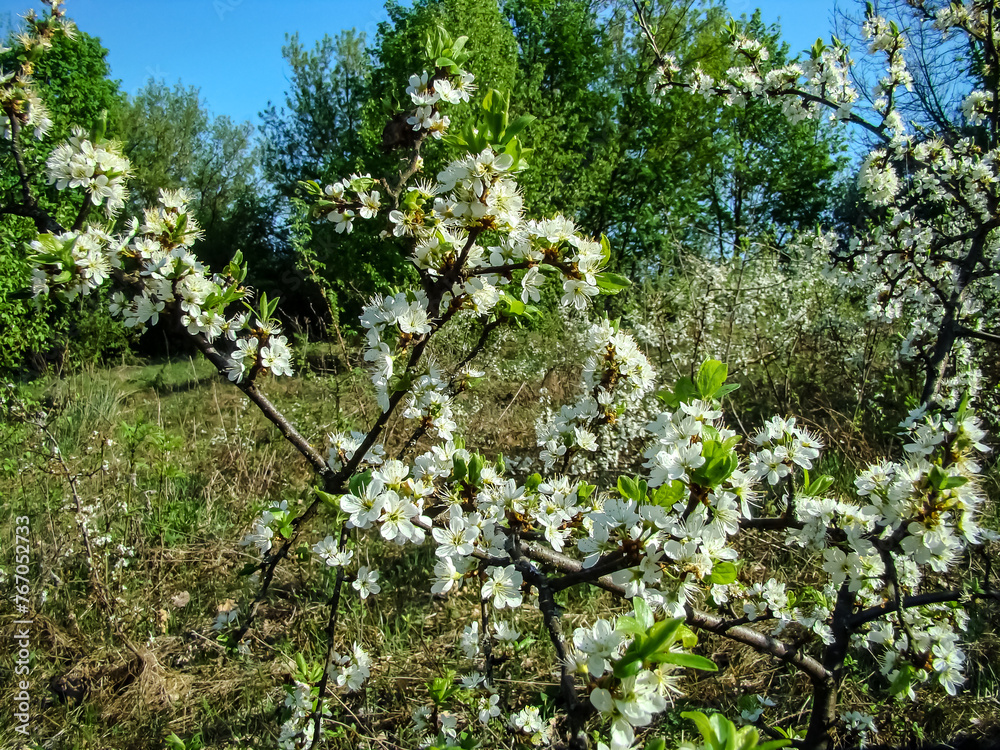 The beginning of spring. First spring flowers. The beginning of spring. First spring flowers.