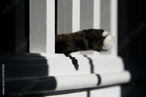 Fototapeta Naklejka Na Ścianę i Meble -  Cat's Paw Through Bannister
