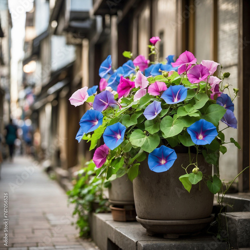 日本の下町の路地で鉢植えの朝顔が咲いている