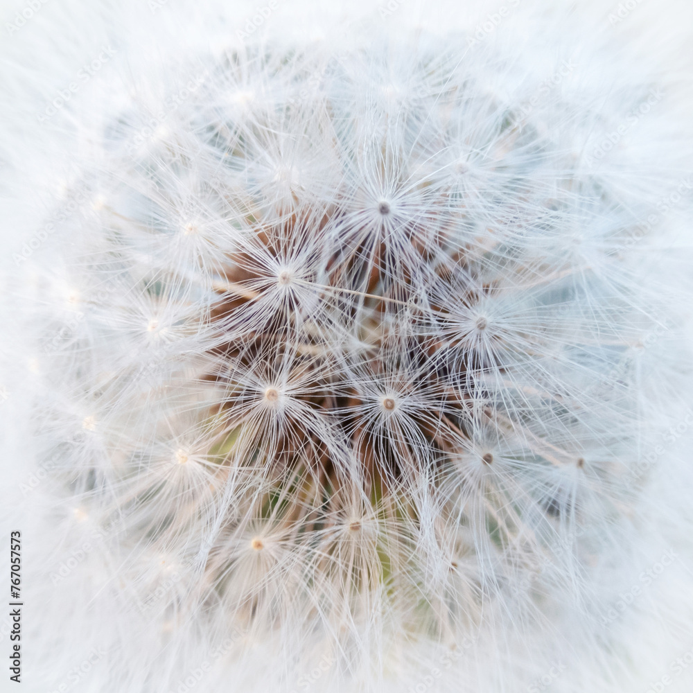 Dandelion seedhead square abstract background Dandelion seedhead square abstract background