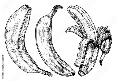 Set of bananas sketch. Sweet fruit banana. Tropical food. Hand drawn vector line illustration.