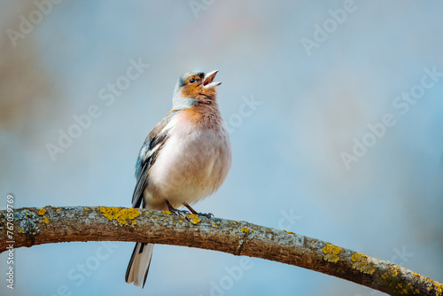 A male common chaffinch (Fringilla coelebs) sits on the thick branch and sings its spring song toward the camera lens on a spring sunny day. Close-up portrait of male chaffinch with blue background. photo