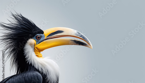 Hornbill with huge beak bird