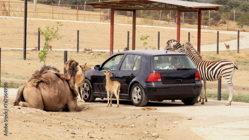 Photography safari zoo wild animals zebra camel goat food habitat