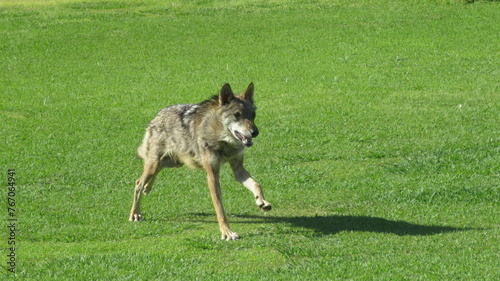 Photography wolf running grass safari zoo wild animals attraction madrid