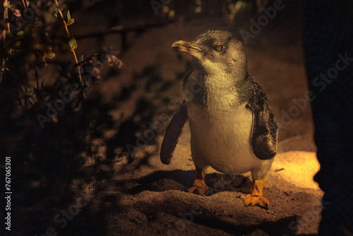A fairy or blue penguin comes ashore at night. The smallest of the penguin species come back to their beach burrows after dark and for safety can only be viewed in red light.