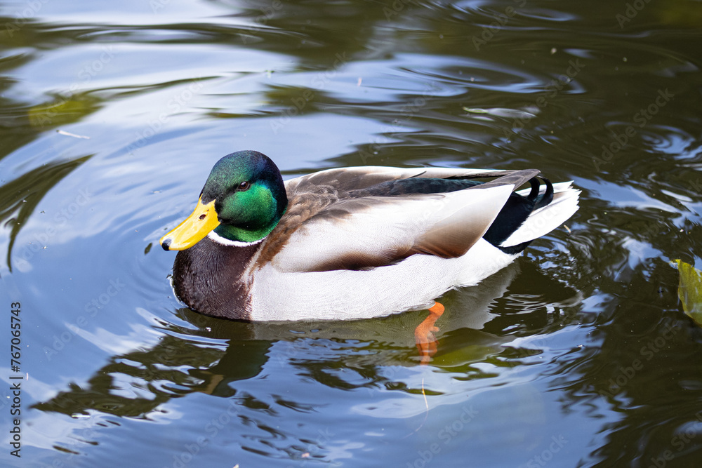 Obraz premium duck on the water