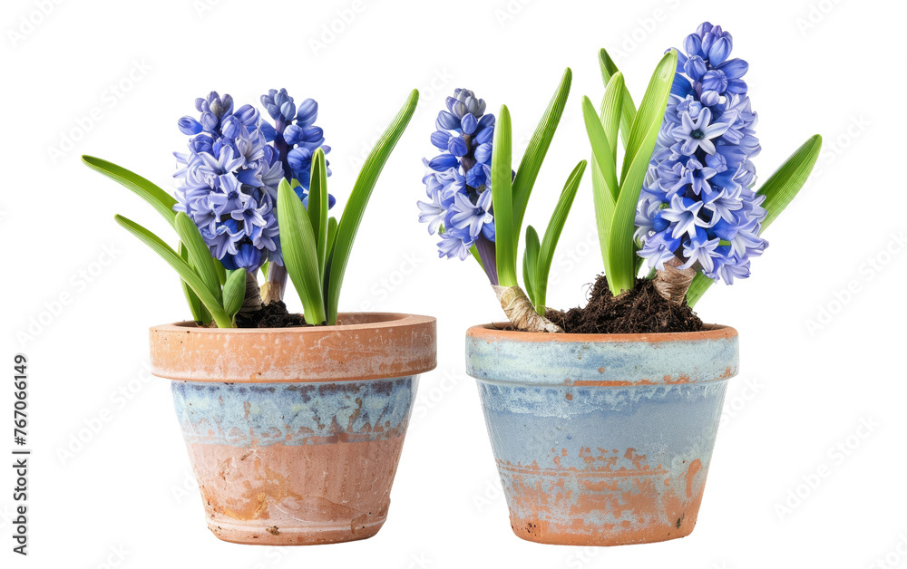 Hyacinth Blossom Vessel isolated on transparent Background Hyacinth Blossom Vessel isolated on transparent Background