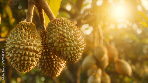 Durian fruit on the tree. Tropical fruit photo