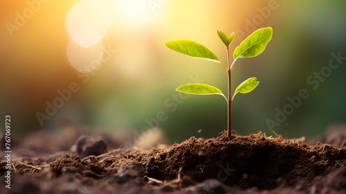Young growth seedling plants on soil grow sprout with system water drop in The farm. Agriculture concept 
