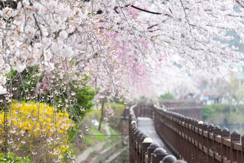 the spring scenery of the cherry-blossom pond