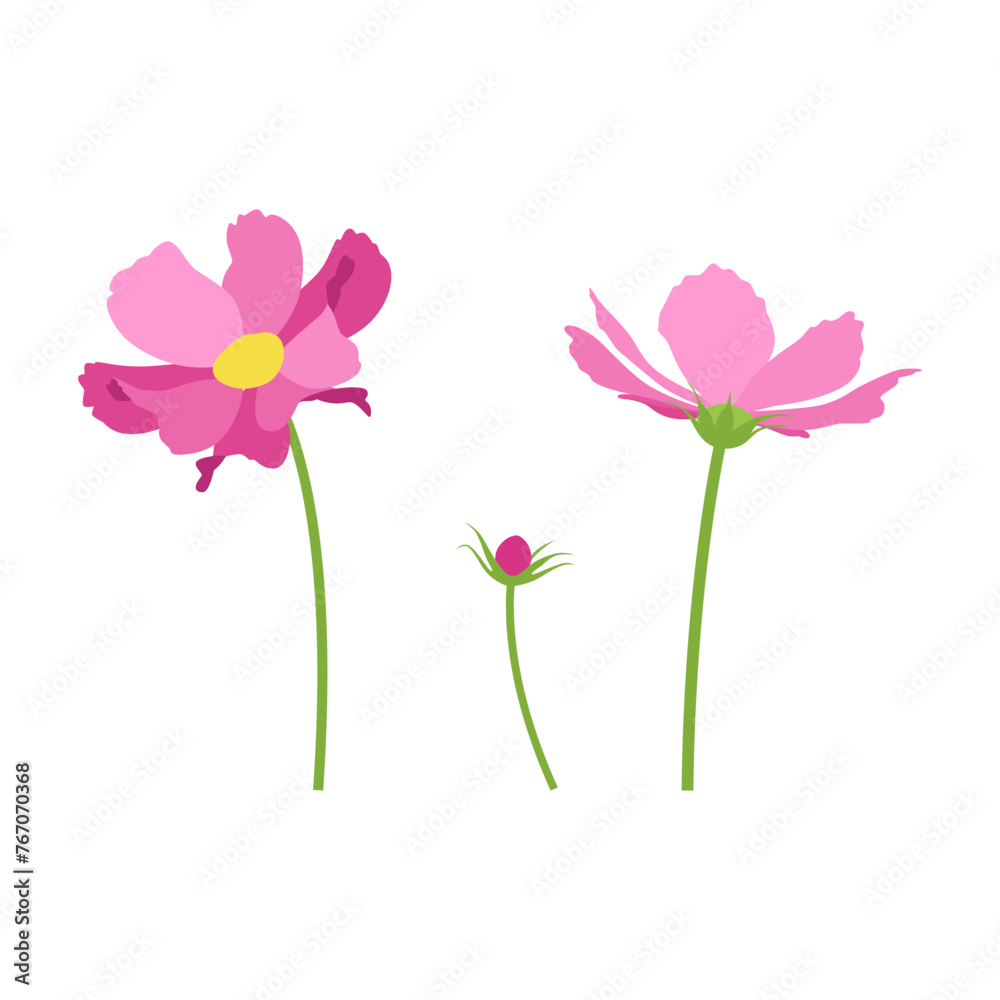 Set of pink cosmos flowers, stems, bud, flowers. Vector, white background.