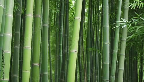 Fresh Bamboo Trees In Forest, Bamboo forest green background colorful background