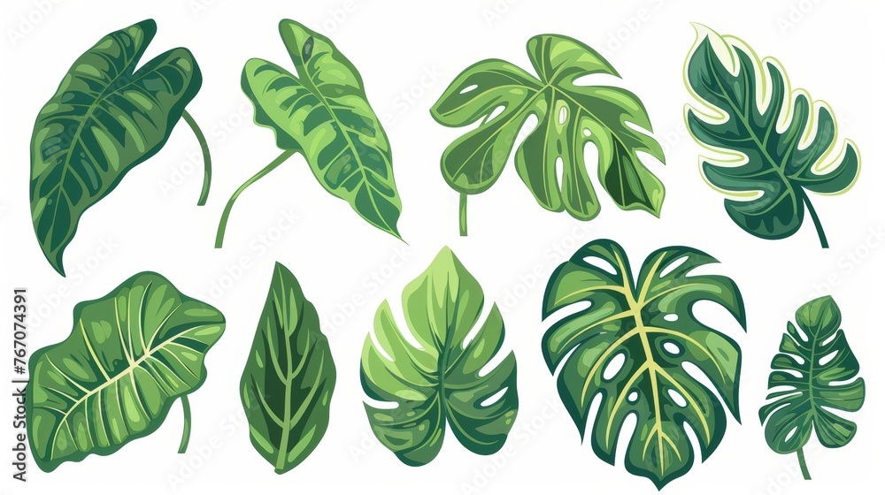 Exotic tropical foliage plants, leaves, decorations. Botanical design elements, alocasia, philodendron, monstera. Isolated flat modern illustrations.