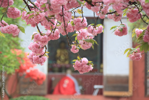 The pink-colored cherry blossom(donarium cherry) photo