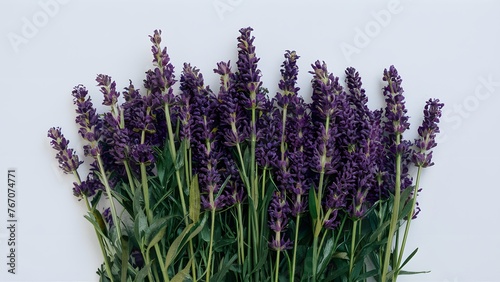 Beautiful lavender flowers isolated against clean white backdrop