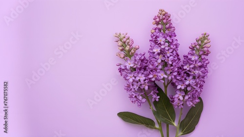 Beautiful lilac flowers isolated against a pure white backdrop