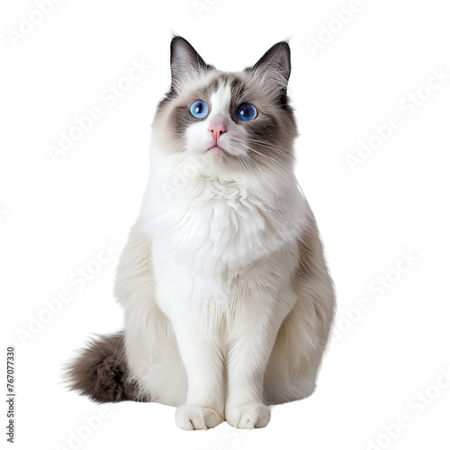 Ragdoll cat on a transparent background