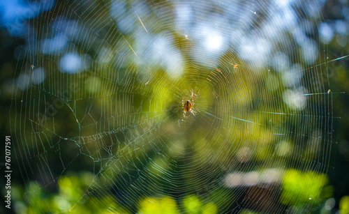 Spinne im Spinnennetz